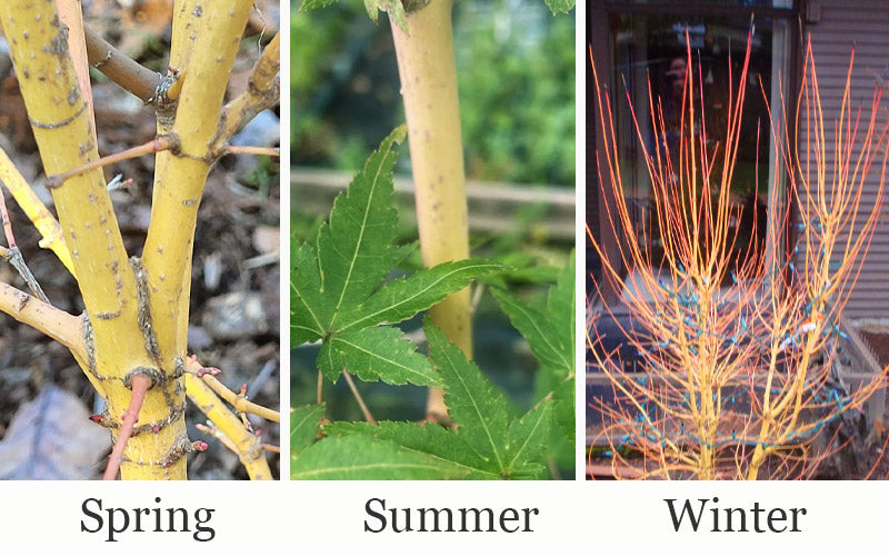  Gold Digger Yellow Bark Japanese Maple - 3 Gallon Pot (2-3')