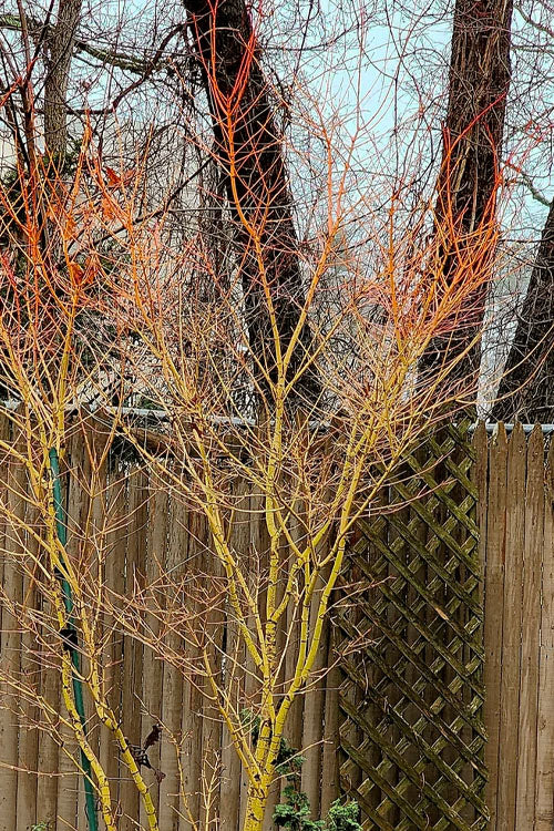  Gold Digger Yellow Bark Japanese Maple - 3 Gallon Pot (2-3')