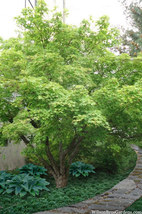  Green Leaf Japanese Maple (Acer Palmatum) - 7 Gallon Pot (5-6')