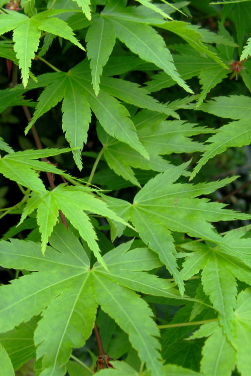  Green Leaf Japanese Maple (Acer Palmatum) - 7 Gallon Pot (5-6')