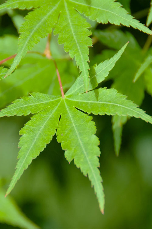  Green Leaf Japanese Maple (Acer Palmatum) - 2 Gallon Pot