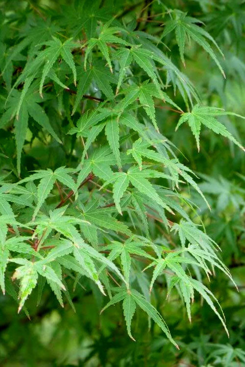  Green Leaf Japanese Maple (Acer Palmatum) - 2 Gallon Pot
