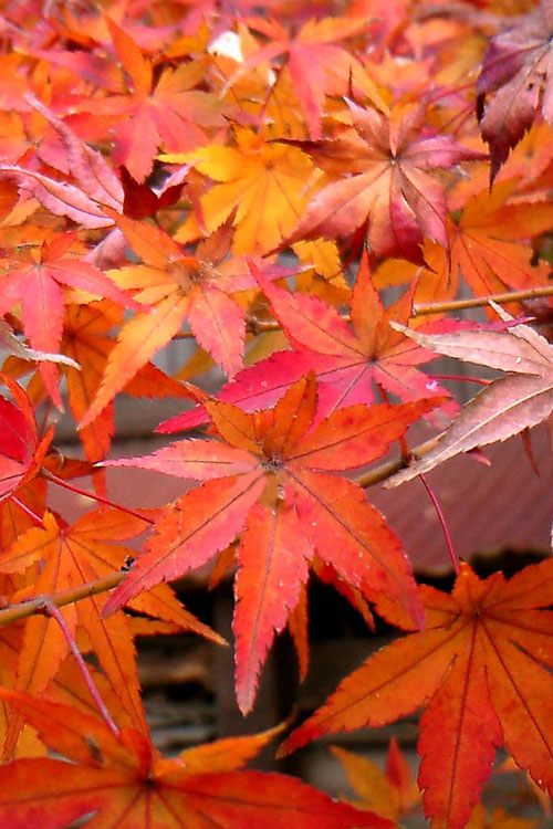  Green Leaf Japanese Maple (Acer Palmatum) - 7 Gallon Pot (5-6')