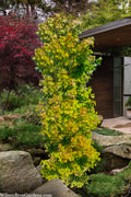  Skyscraper Columnar Japanese Maple - 2 Gallon Pot