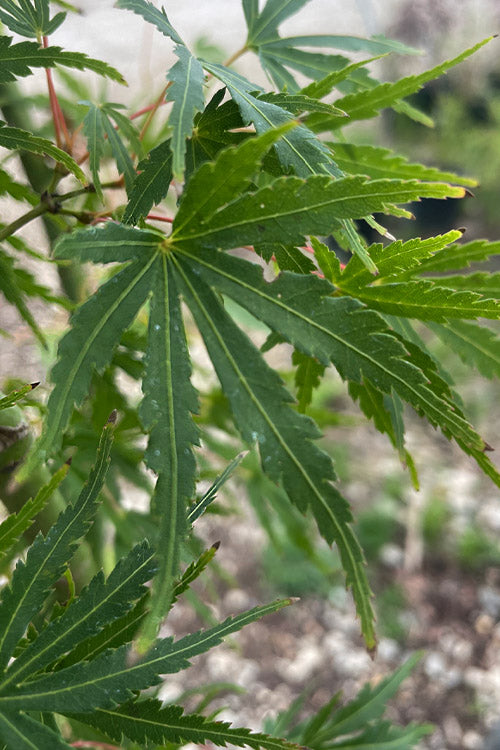  Green Strap Japanese Maple - 5 Gallon Pot