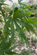  Green Strap Japanese Maple - 5 Gallon Pot