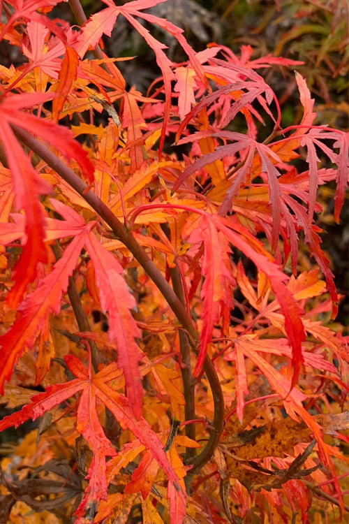  Green Strap Japanese Maple - 5 Gallon Pot