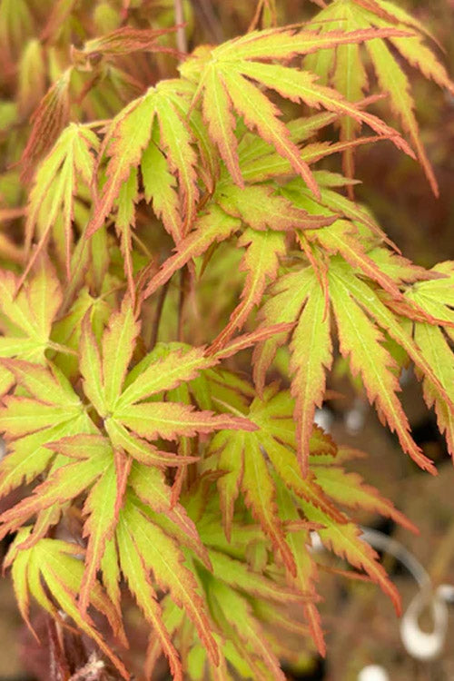 Green Strap Japanese Maple - 5 Gallon Pot