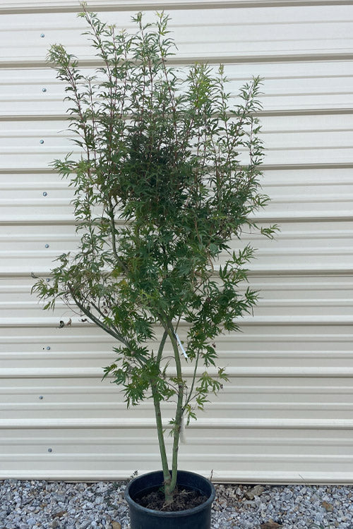  Green Strap Japanese Maple - 5 Gallon Pot