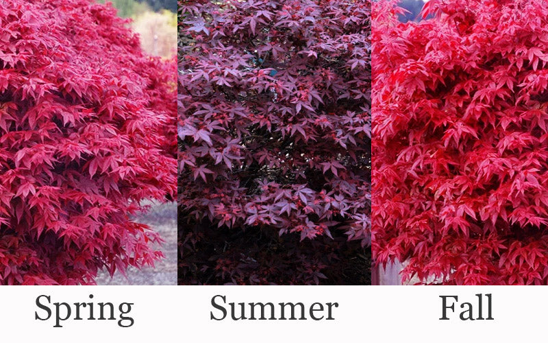  Hime Shojo Dwarf Red Japanese Maple - 3 Gallon Pot