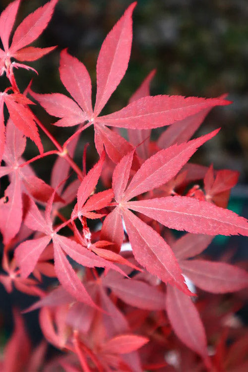  Hime Shojo Dwarf Red Japanese Maple - 3 Gallon Pot