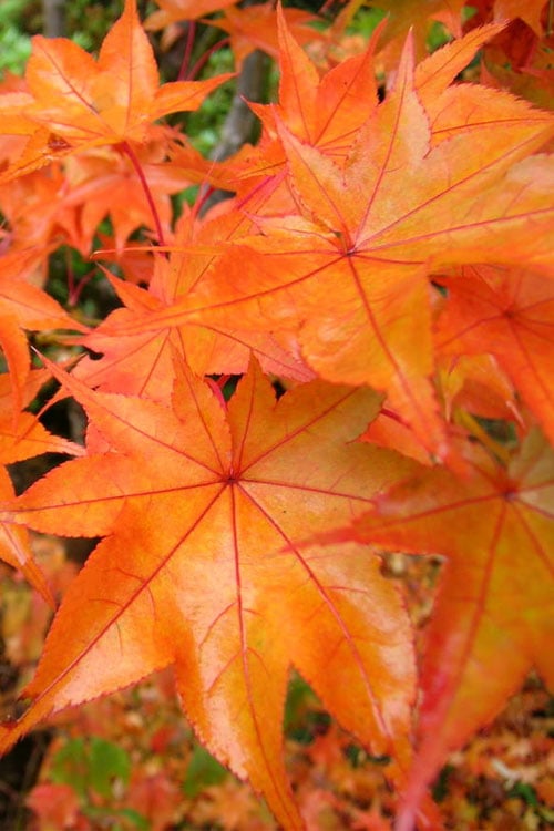  Hogyoku Japanese Maple - 3 Gallon Pot