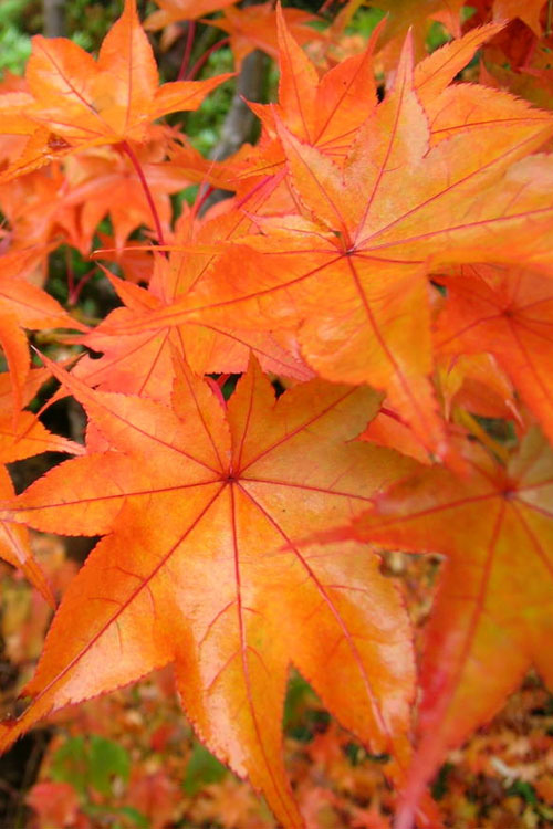  Hogyoku Japanese Maple - 1 Gallon Pot