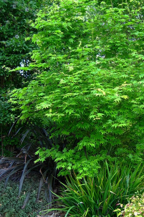  Hogyoku Japanese Maple - 3 Gallon Pot