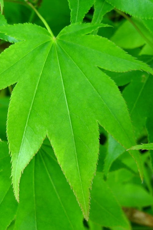  Hogyoku Japanese Maple - 3 Gallon Pot