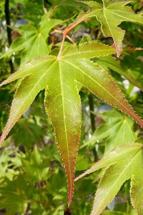  Hogyoku Japanese Maple - 1 Gallon Pot 