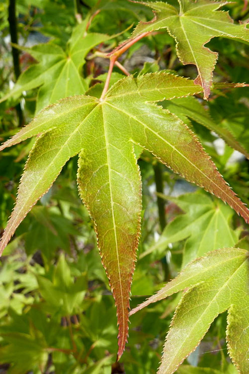  Hogyoku Japanese Maple - 1 Gallon Pot