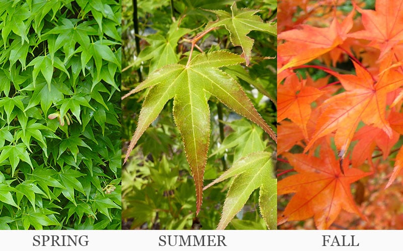  Hogyoku Japanese Maple - 3 Gallon Pot