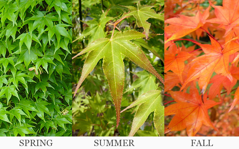  Hogyoku Japanese Maple - 1 Gallon Pot