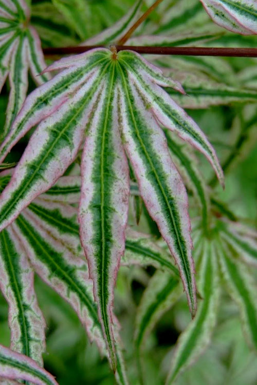  Ikandi Japanese Maple - 3 Gallon Pot (2-3')