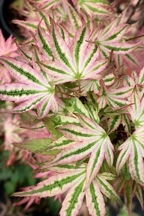  Ikandi Japanese Maple - 3 Gallon Pot (4-5')