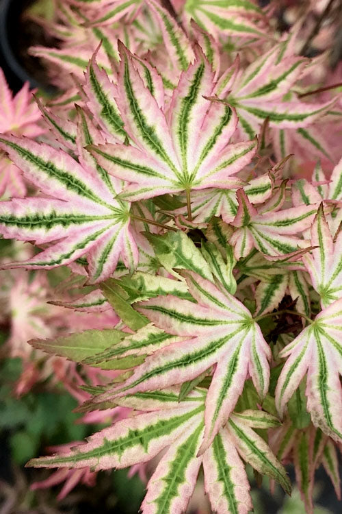 Ikandi Japanese Maple - 3 Gallon Pot (3.5-4')