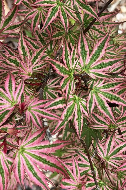  Ikandi Japanese Maple - 3 Gallon Pot (2-3')