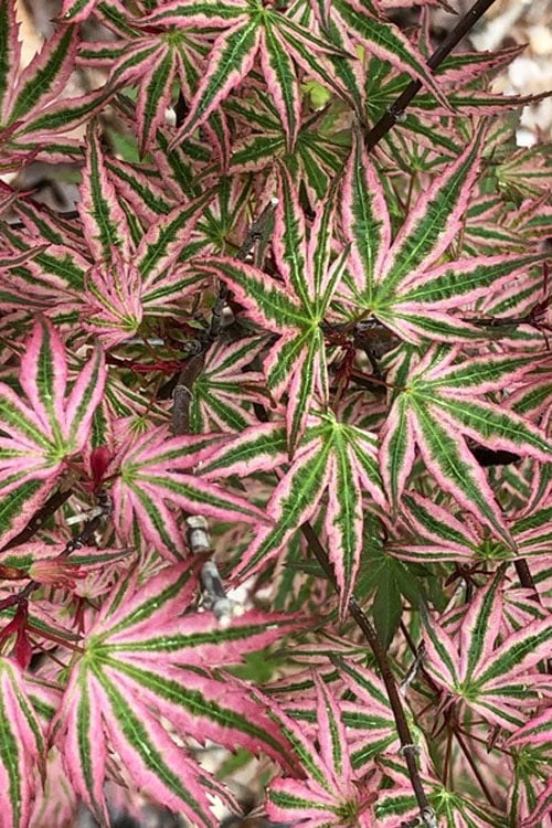 Ikandi Japanese Maple - 3 Gallon Pot (4-5')