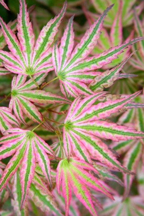  Ikandi Japanese Maple - 3 Gallon Pot (4-5')