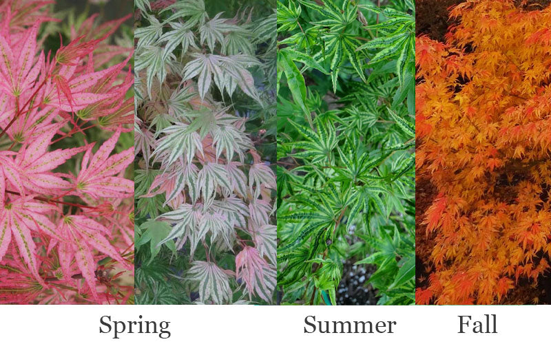  Ikandi Japanese Maple - 3 Gallon Pot (2-3')