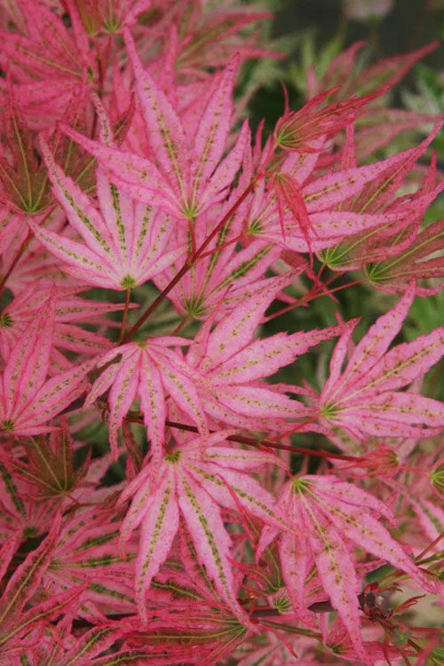  Ikandi Japanese Maple - 3 Gallon Pot (3.5-4')