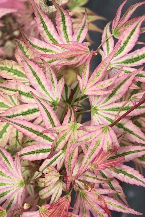  Ikandi Japanese Maple - 3 Gallon Pot (4-5')