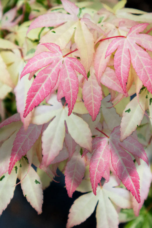  Ilarian Pink Variegated Japanese Maple - 7 Gallon Pot (4-5')