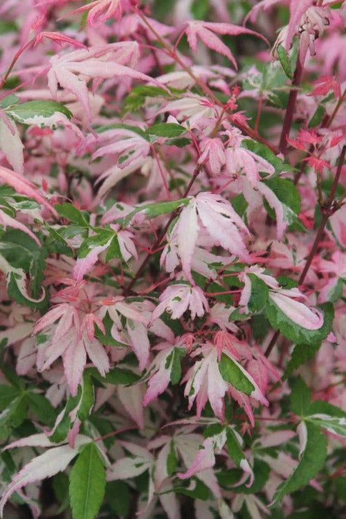  Ilarian Pink Variegated Japanese Maple - 3 Gallon Pot