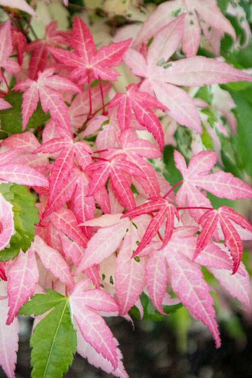  Ilarian Pink Variegated Japanese Maple - 7 Gallon Pot (4-5')