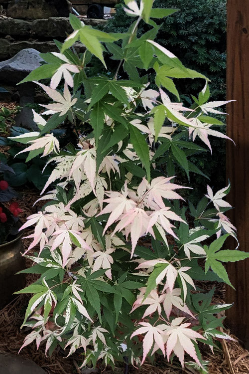  Ilarian Pink Variegated Japanese Maple - 7 Gallon Pot (4-5')