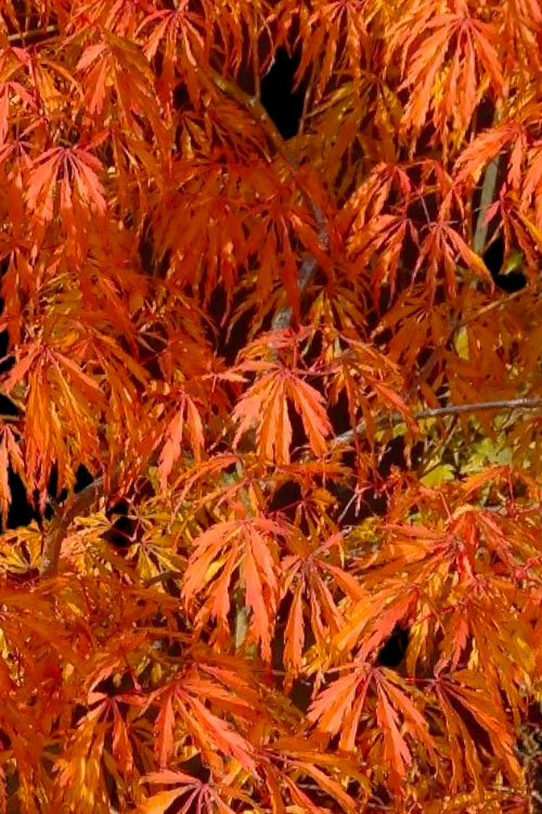  Jeddeloh Orange Japanese Maple - 3 Gallon Pot