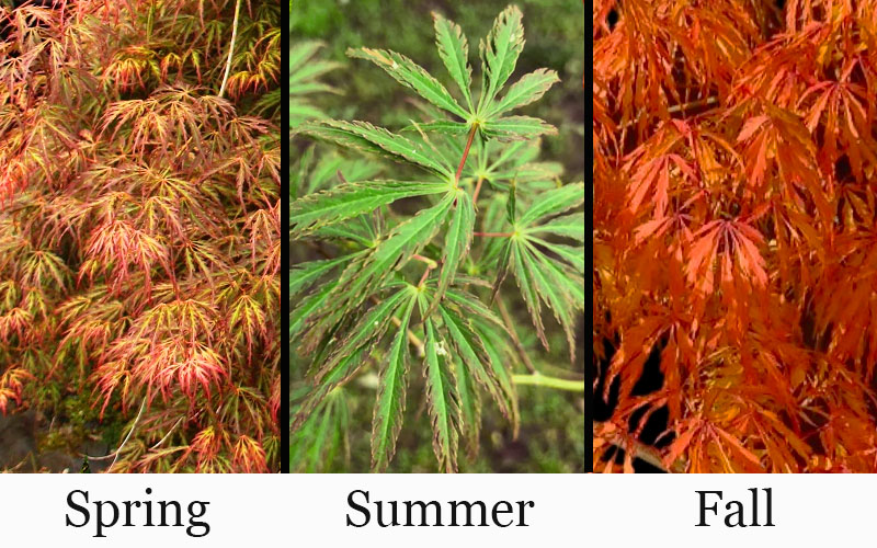  Jeddeloh Orange Japanese Maple - 3 Gallon Pot
