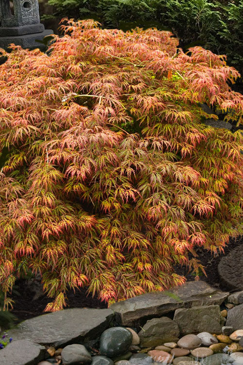  Jeddeloh Orange Japanese Maple - 3 Gallon Pot