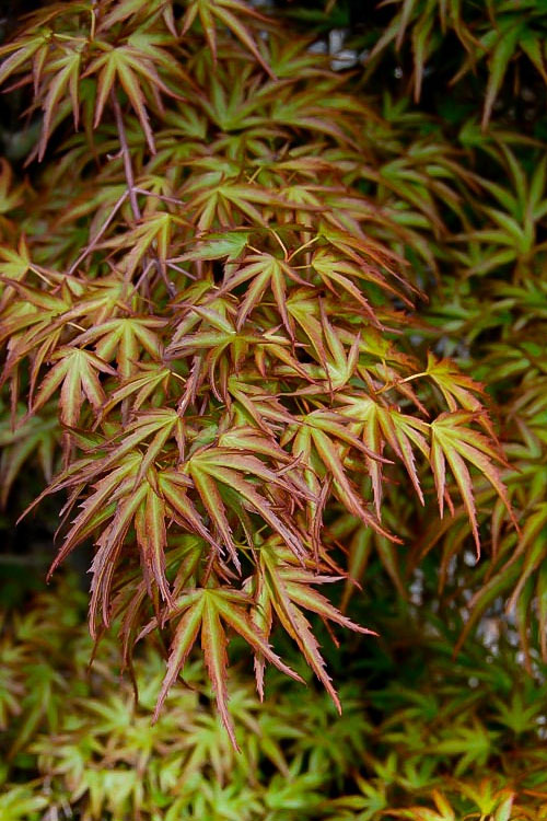  Eagle's ClawJapanese Maple - (Acer Palmatum 'Kamagata') - 1 Gallon Pot