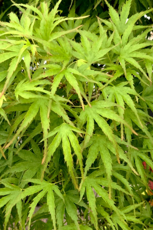  Eagle's ClawJapanese Maple - (Acer Palmatum 'Kamagata') - 1 Gallon Pot