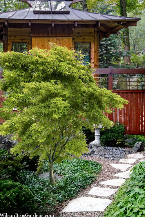  Eagle's ClawJapanese Maple - (Acer Palmatum 'Kamagata') - 1 Gallon Pot