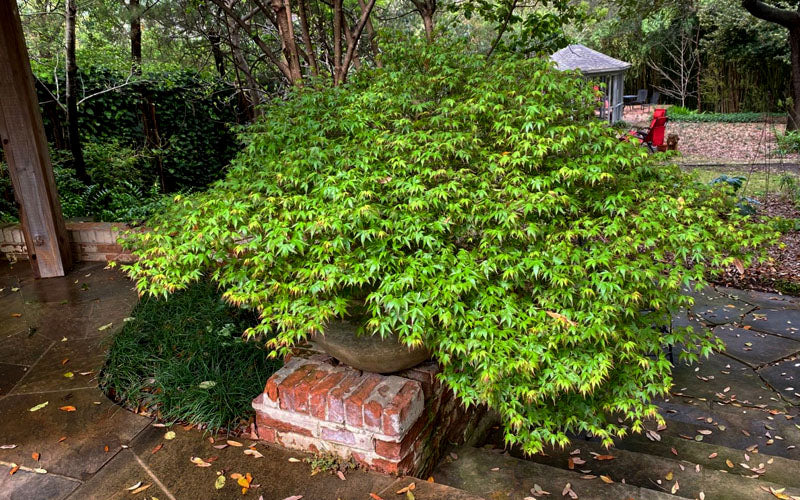  Kiyohime Spreading Japanese Maple - 2 Gallon Pot