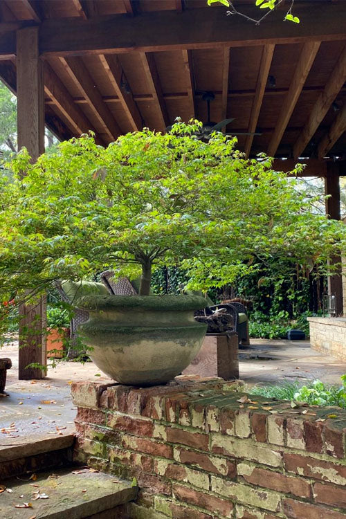  Kiyohime Spreading Japanese Maple - 2 Gallon Pot