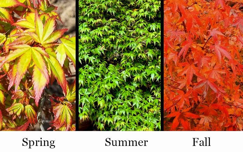  Kiyohime Spreading Japanese Maple - 2 Gallon Pot