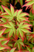 Kiyohime Spreading Japanese Maple - 2 Gallon Pot
