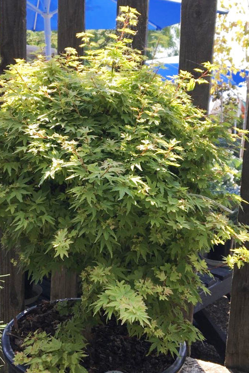  Koto Maru Dwarf Japanese Maple - 3 Gallon Pot