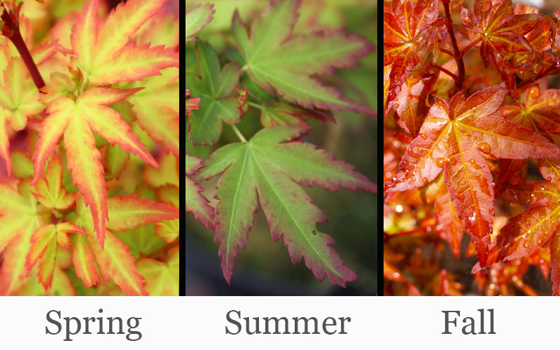  Koto Maru Dwarf Japanese Maple - 3 Gallon Pot