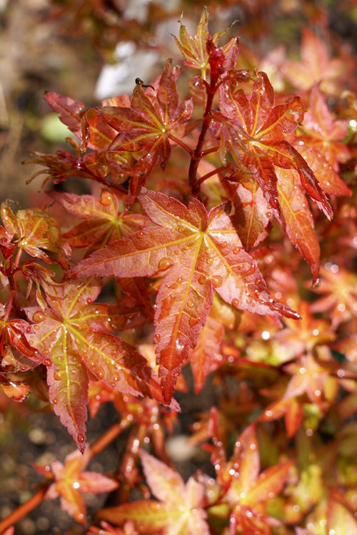  Koto Maru Dwarf Japanese Maple - 3 Gallon Pot