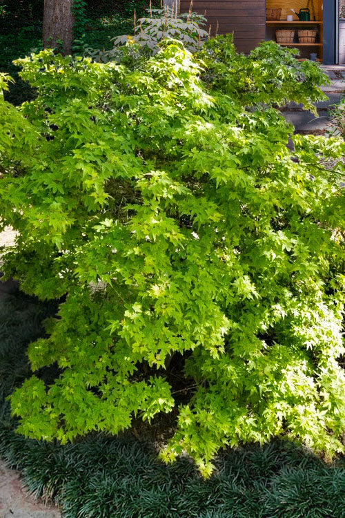  Koto Maru Dwarf Japanese Maple - 3 Gallon Pot